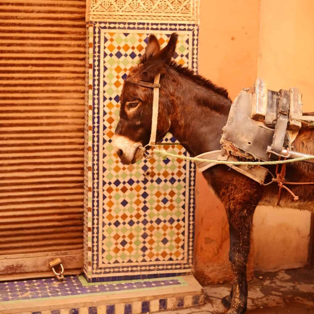 12 MARRAKECH