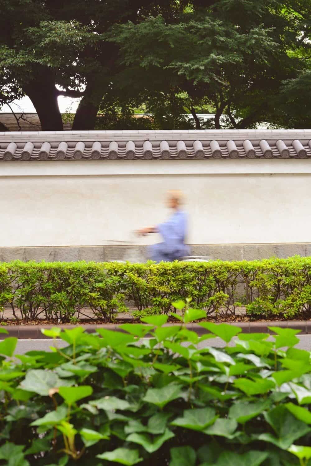 A cyclist passes the Koishikawa Korakuen garden near Tokyo Dome