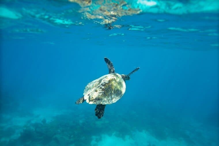 Underwater in the Maldives - The Wandering Lens