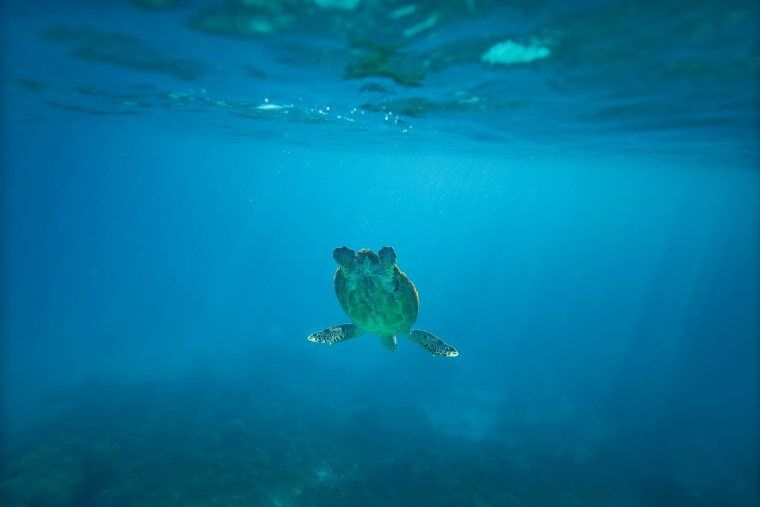 Underwater in the Maldives - The Wandering Lens