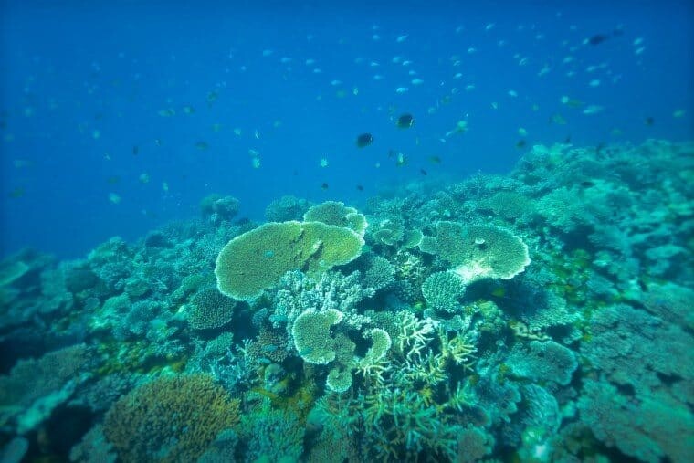 Underwater in the Maldives - The Wandering Lens