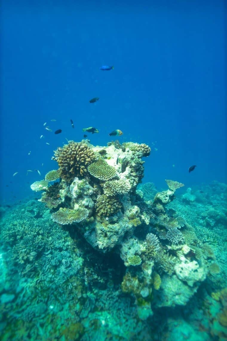 Underwater in the Maldives - The Wandering Lens