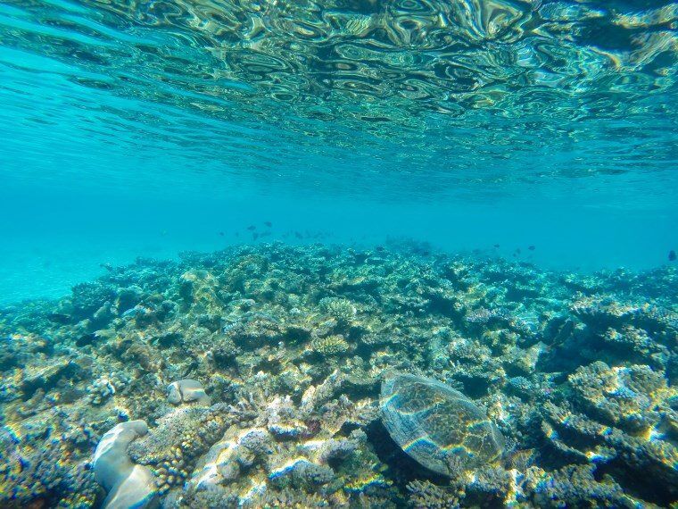 Underwater in the Maldives - The Wandering Lens