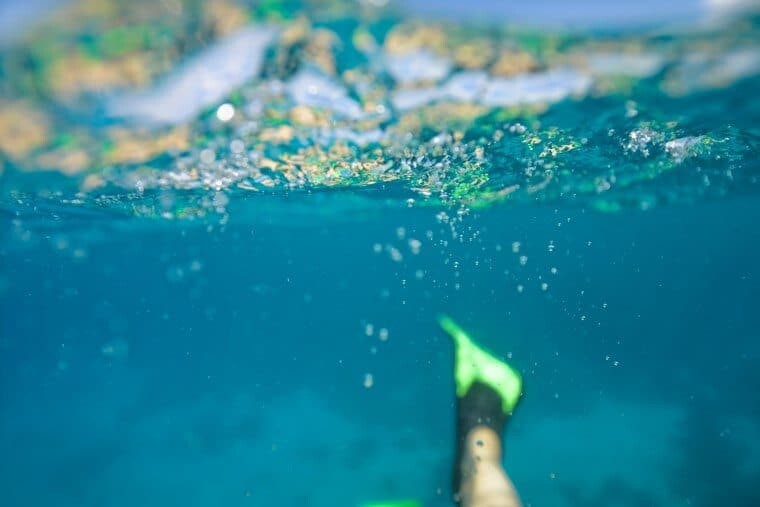 Underwater in the Maldives - The Wandering Lens