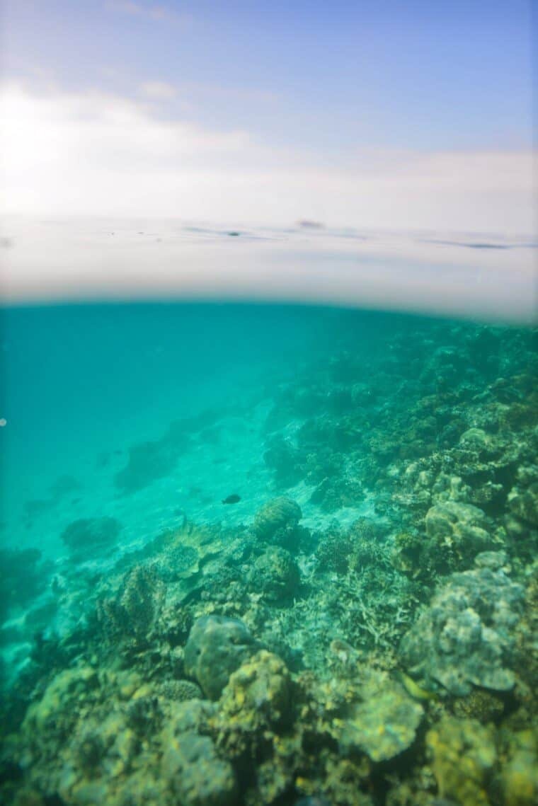 Underwater in the Maldives - The Wandering Lens