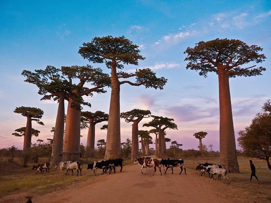 Destination: Madagascar, Photo Credit Victoria Brewood