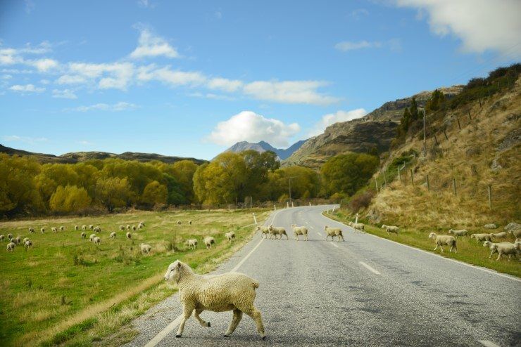 Sheep Crossing the Mount Aspiring Road, Wanaka.