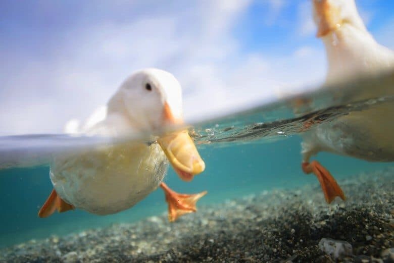 Underwater Photography - The World from The Water by The Wandering Lens www.thewanderinglens.com