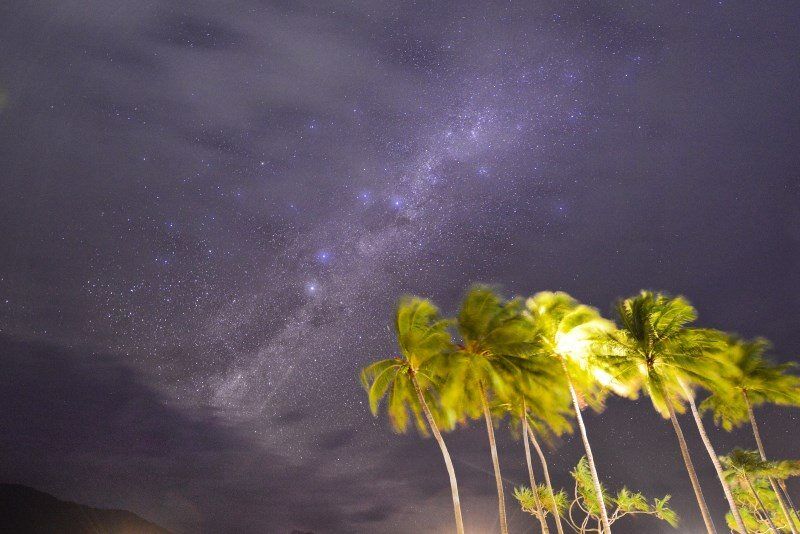 Palm Trees and Stars