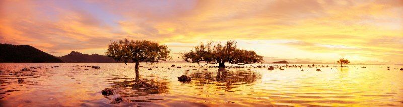 Hayman Island - Sunset at The Tidal Mangrove Trees