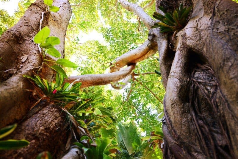 Hayman Island Rainforest