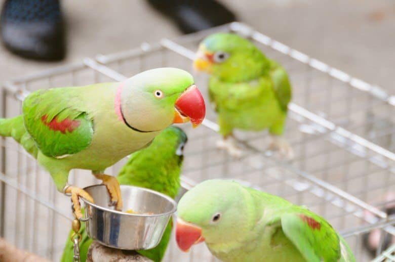 Hong Kong Bird Garden Kowloon