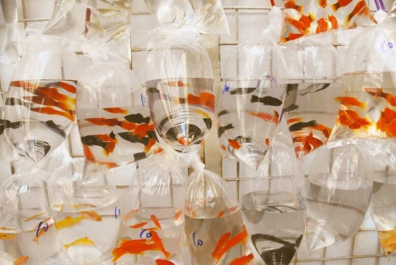 Hong Kong Goldfish Market Kowloon