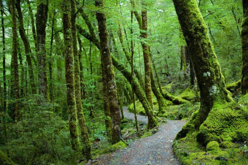 Routeburn Track for the Queenstown Location Guide by The Wandering Lens