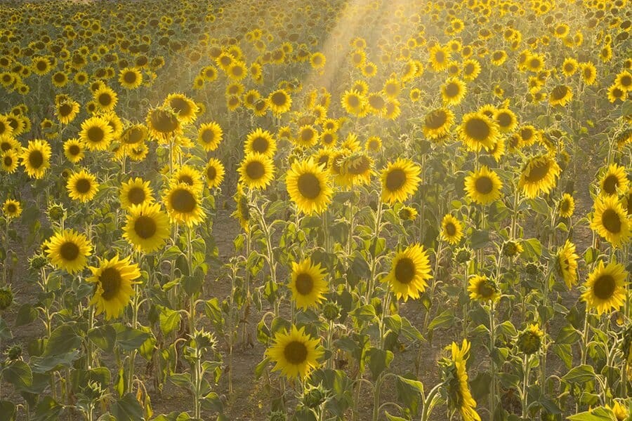 Puimoisson Sunflower Fields Provence France