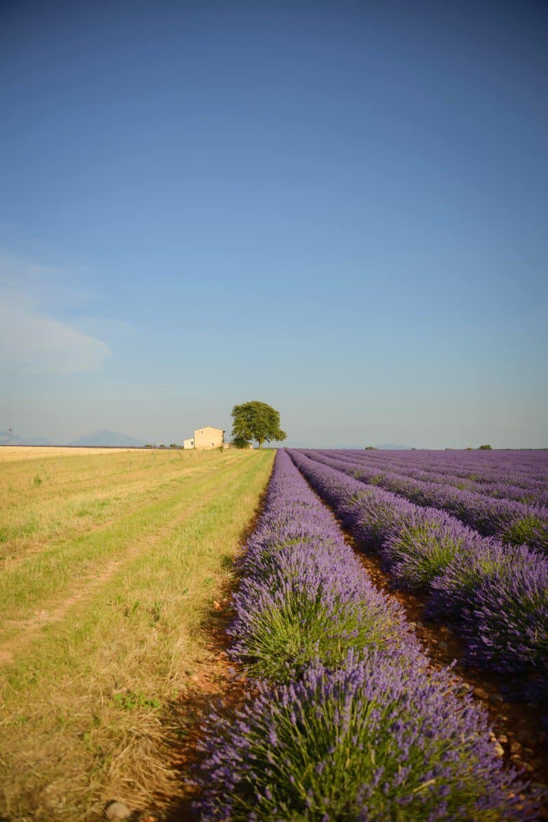 France Lavender by The Wandering Lens