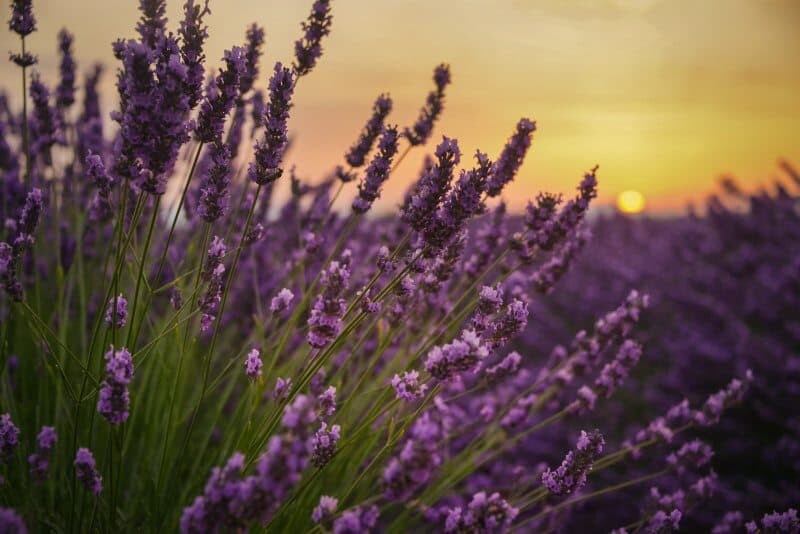 France Lavender by The Wandering Lens