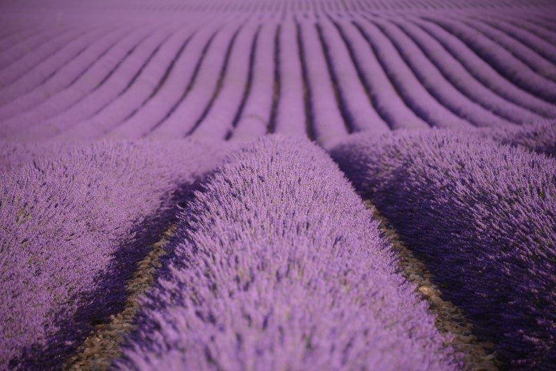 France Lavender by The Wandering Lens