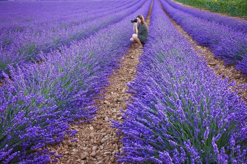 France Lavender by The Wandering Lens