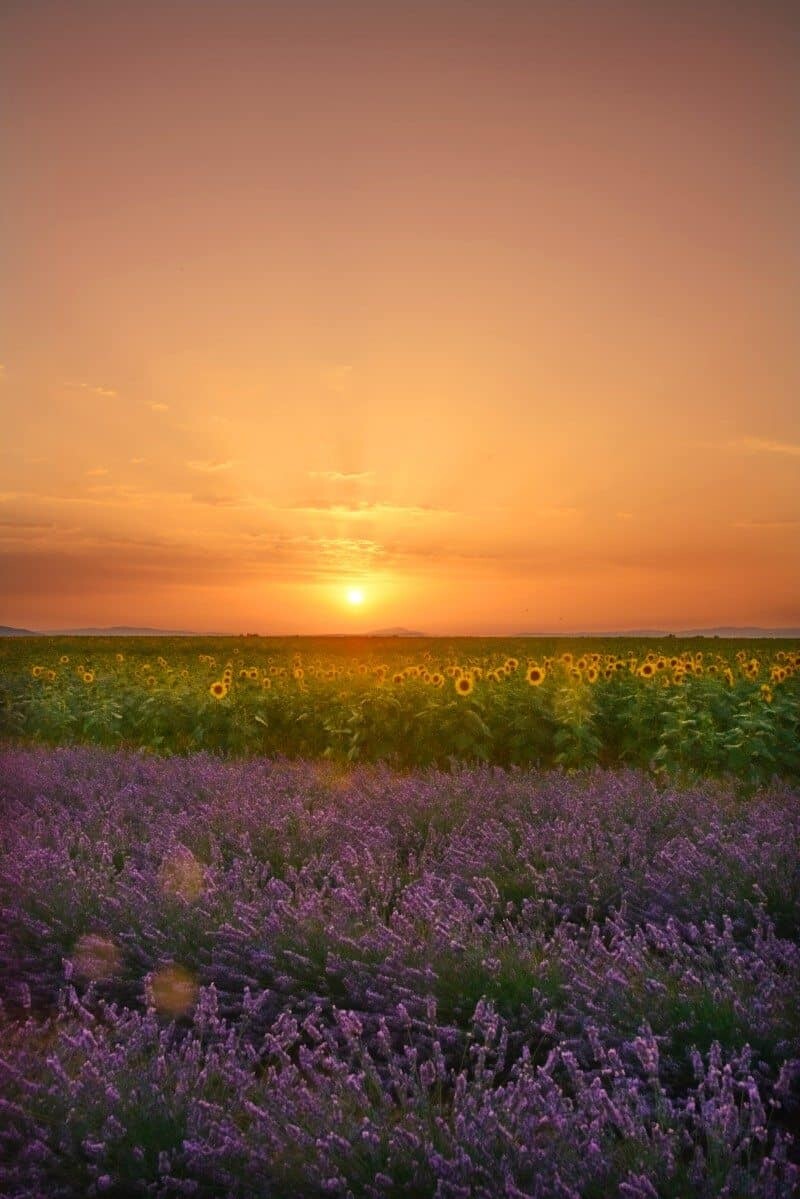 France Lavender by The Wandering Lens