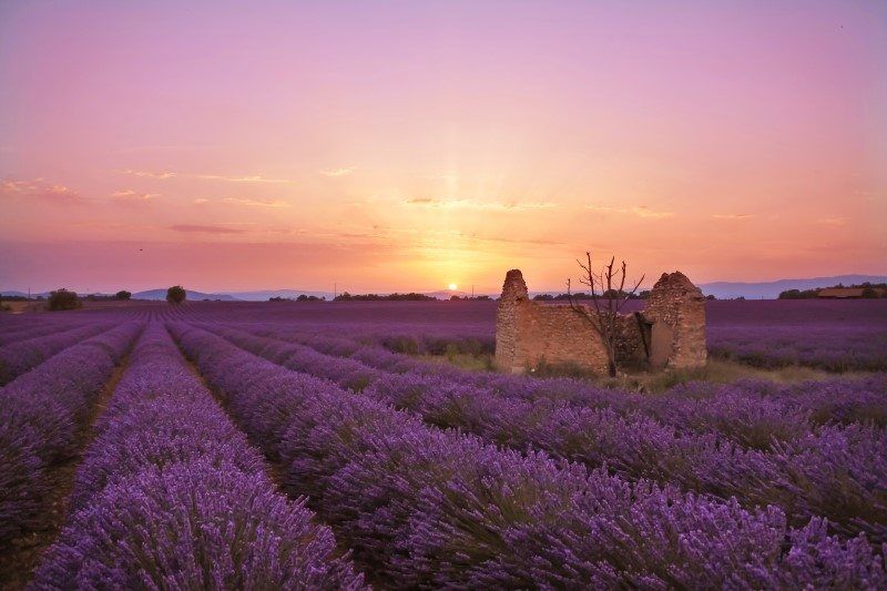 France Lavender by The Wandering Lens