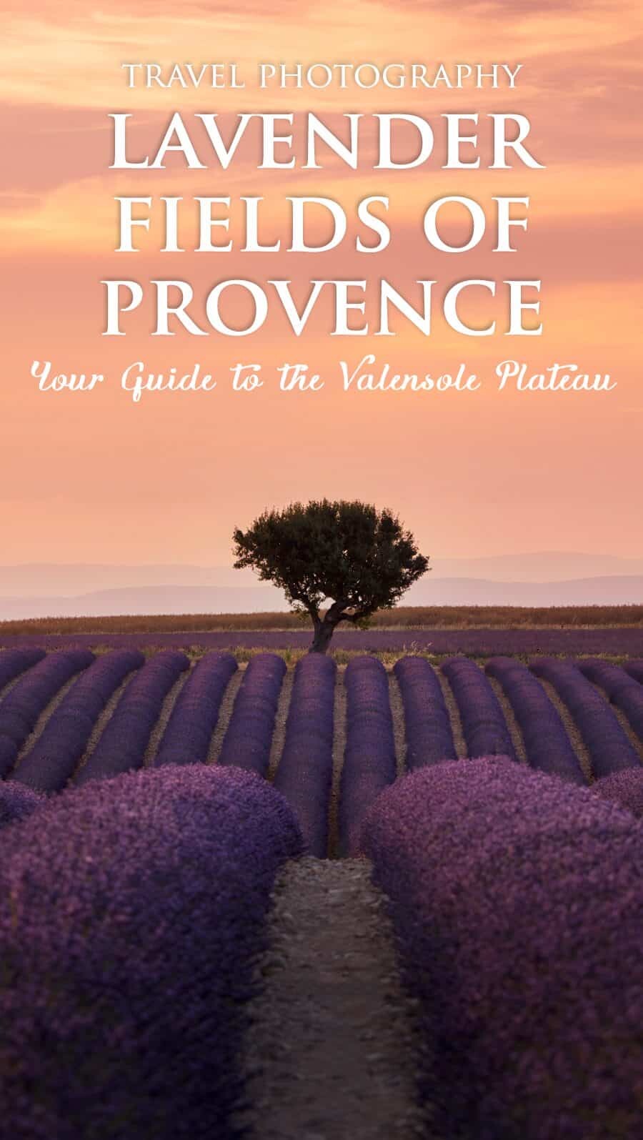 Lavender Fields in Provence, France by The Wandering Lens a complete guide to the most photogenic fields!