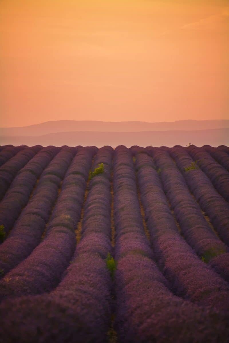 France Lavender by The Wandering Lens