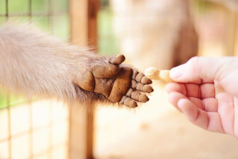 The cutest little monkey hand with the effect of bokeh from a 50mm lens highlights the details of his little fingers and fur. Kyoto, Japan www.thewanderinglens.com