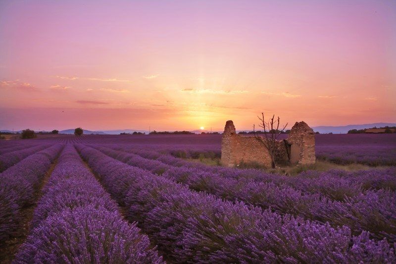 Work with the best light - I drove around for hours until I found the perfect spot facing west for sunset in the lavender fields of Provence, France.