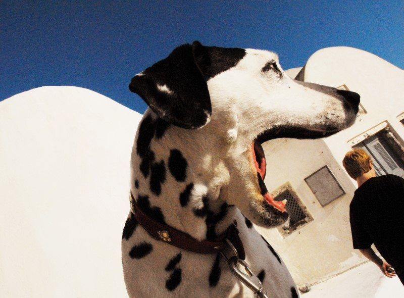 This Dalmation dog caught my eye in Santorini, Greece because his black and white spots against the whitewashed buildings looked great. Then he yawned and it appeared as though he was eating a tourist...