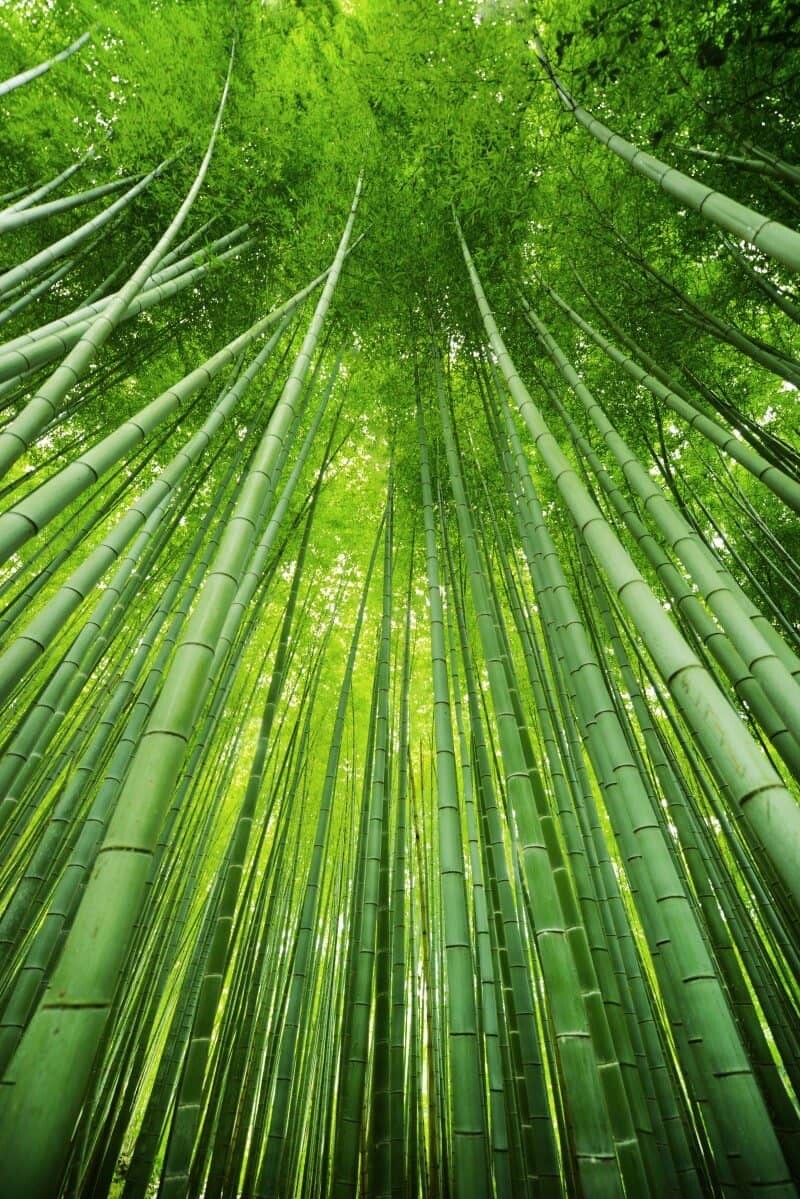 Arashiyama, Japan by The Wandering Lens www.thewanderinglens.com