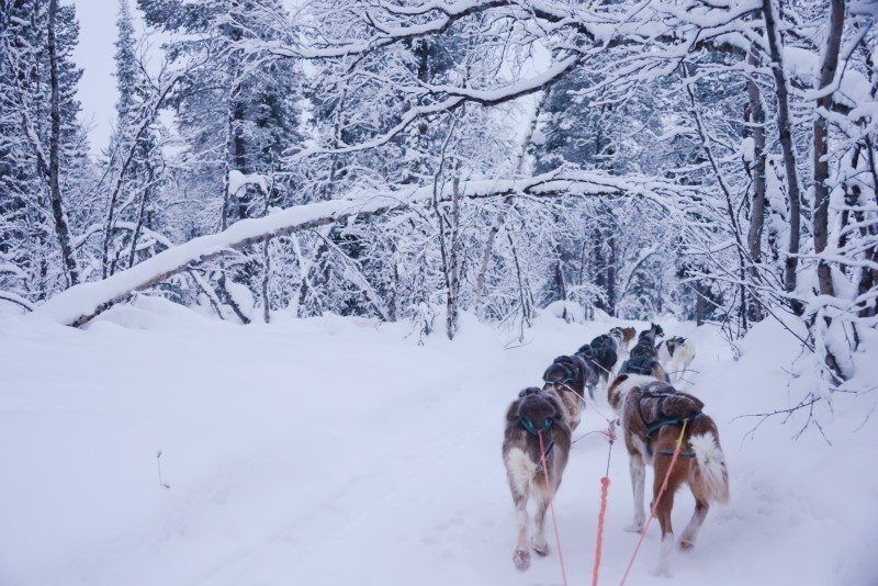 Dog Sledding in Kiruna, Sweden by The Wandering Lens www.thewanderinglens.com