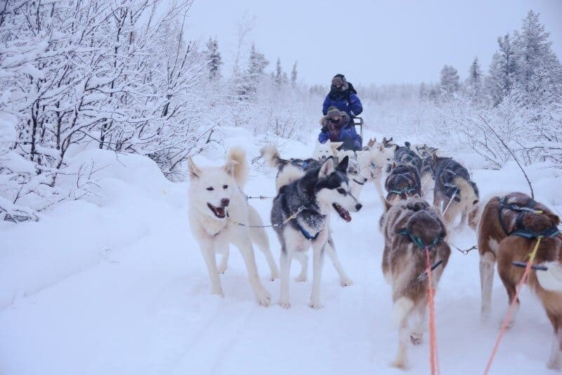 Dog Sledding in Kiruna, Sweden by The Wandering Lens www.thewanderinglens.com