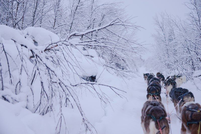 Dog Sledding in Kiruna, Sweden by The Wandering Lens www.thewanderinglens.com