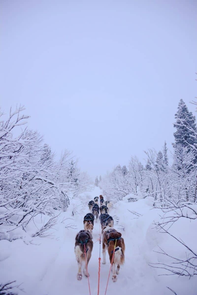 Dog Sledding in Kiruna, Sweden by The Wandering Lens www.thewanderinglens.com