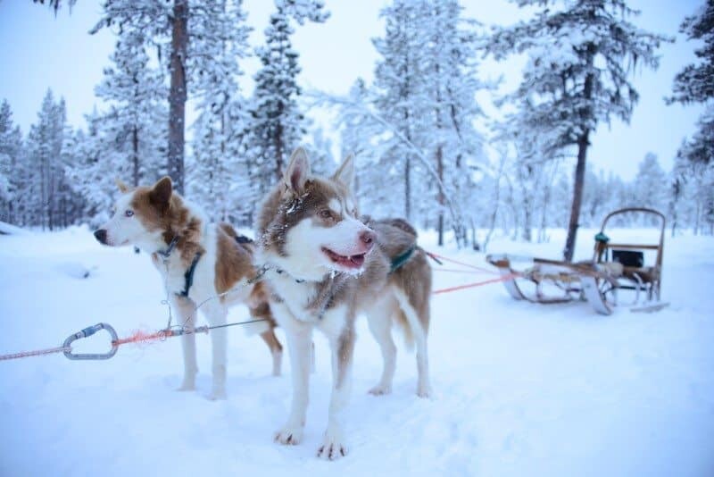 Dog Sledding in Kiruna, Sweden by The Wandering Lens www.thewanderinglens.com