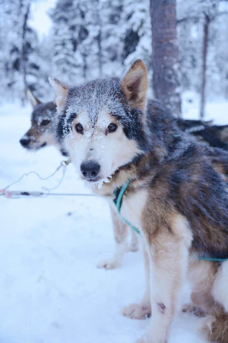 Dog Sledding in Kiruna, Sweden by The Wandering Lens www.thewanderinglens.com