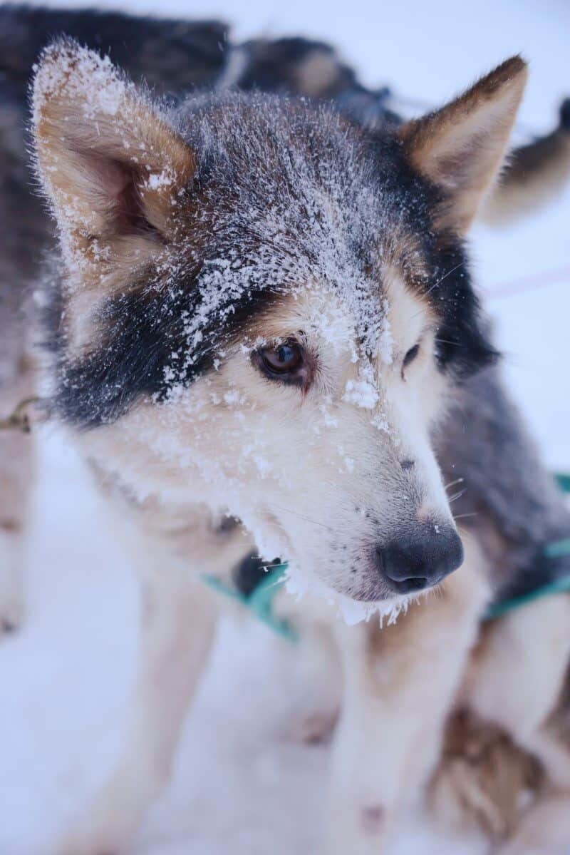 Dog Sledding in Kiruna, Sweden by The Wandering Lens www.thewanderinglens.com