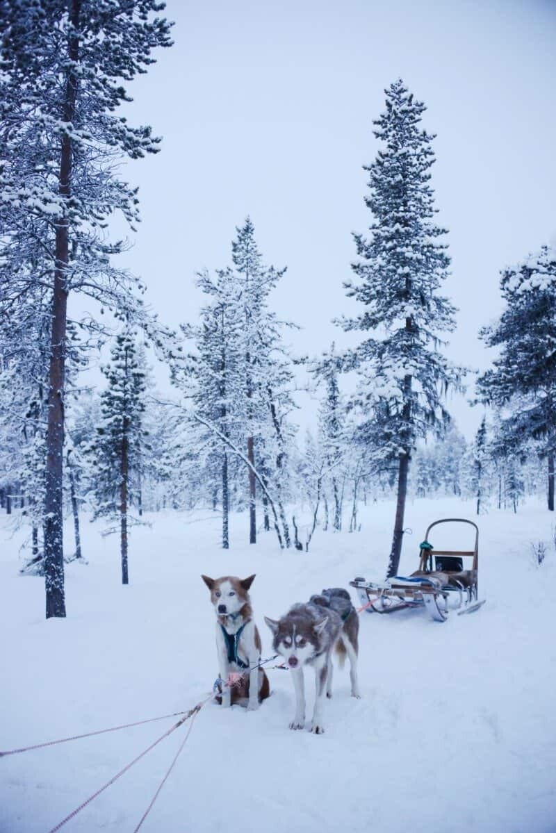 Dog Sledding in Kiruna, Sweden by The Wandering Lens www.thewanderinglens.com