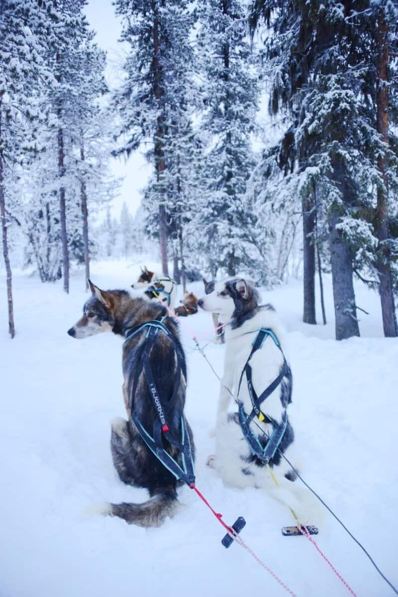 Dog Sledding in Kiruna, Sweden by The Wandering Lens www.thewanderinglens.com