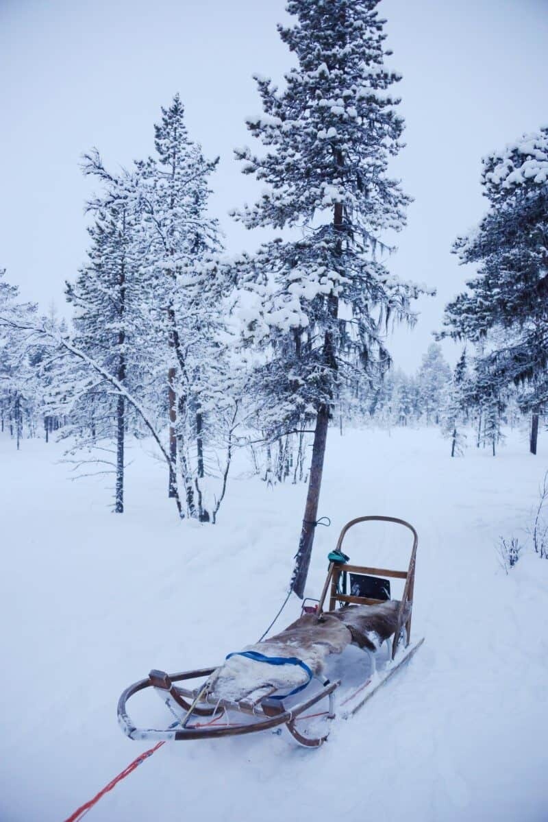 Dog Sledding in Kiruna, Sweden by The Wandering Lens www.thewanderinglens.com