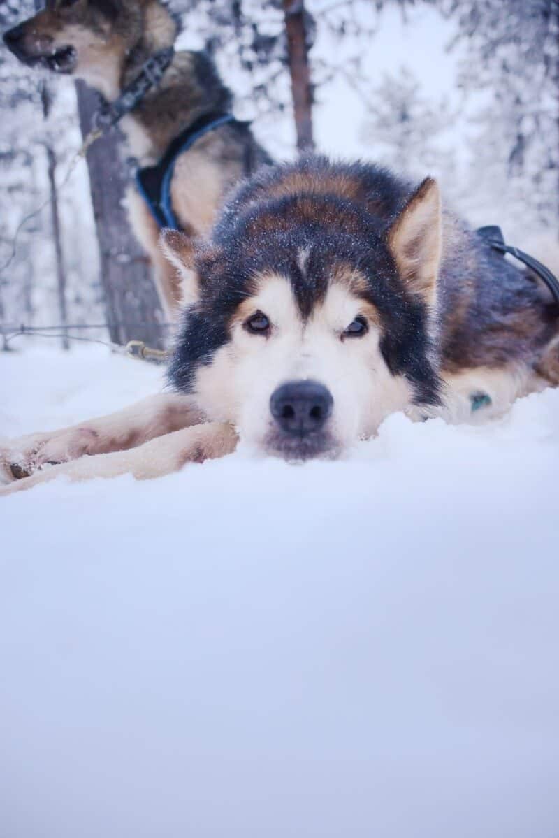 Dog Sledding in Kiruna, Sweden by The Wandering Lens www.thewanderinglens.com