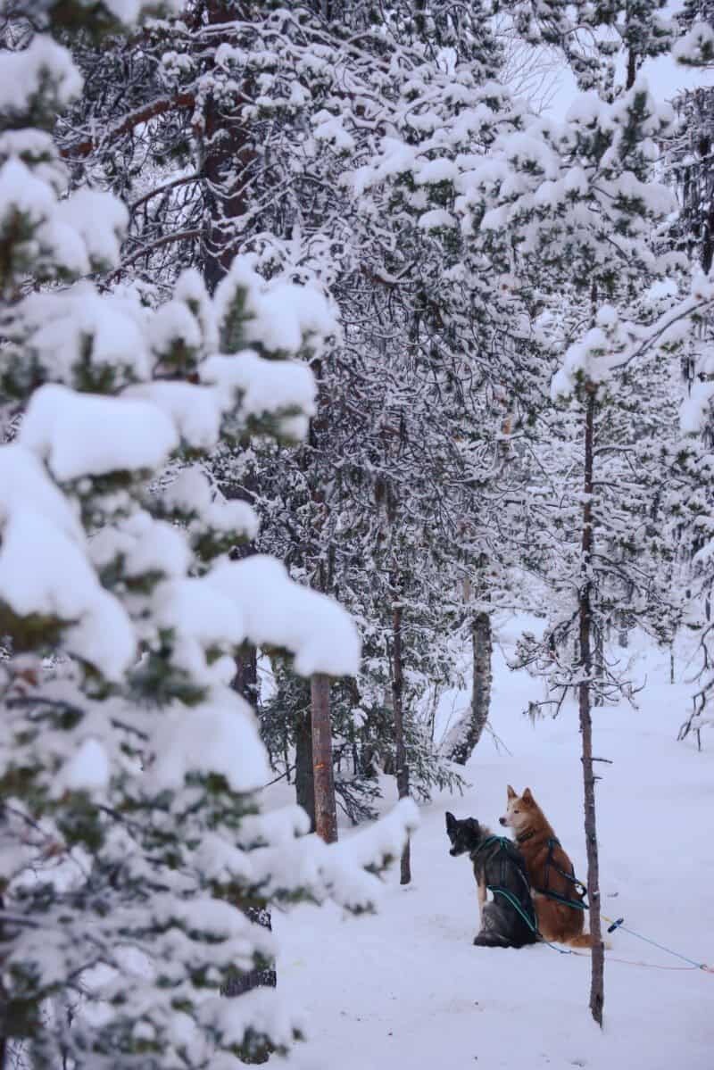 Dog Sledding in Kiruna, Sweden by The Wandering Lens www.thewanderinglens.com