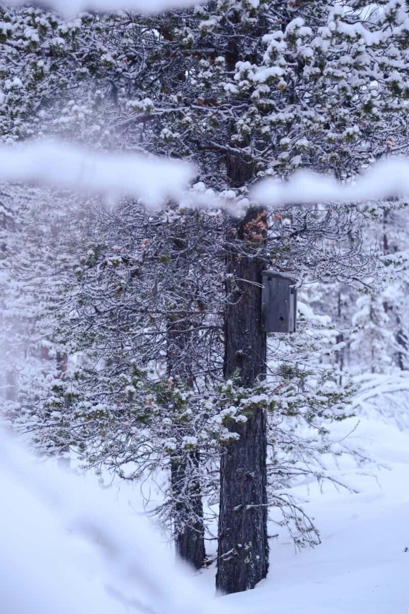 Dog Sledding in Kiruna, Sweden by The Wandering Lens www.thewanderinglens.com