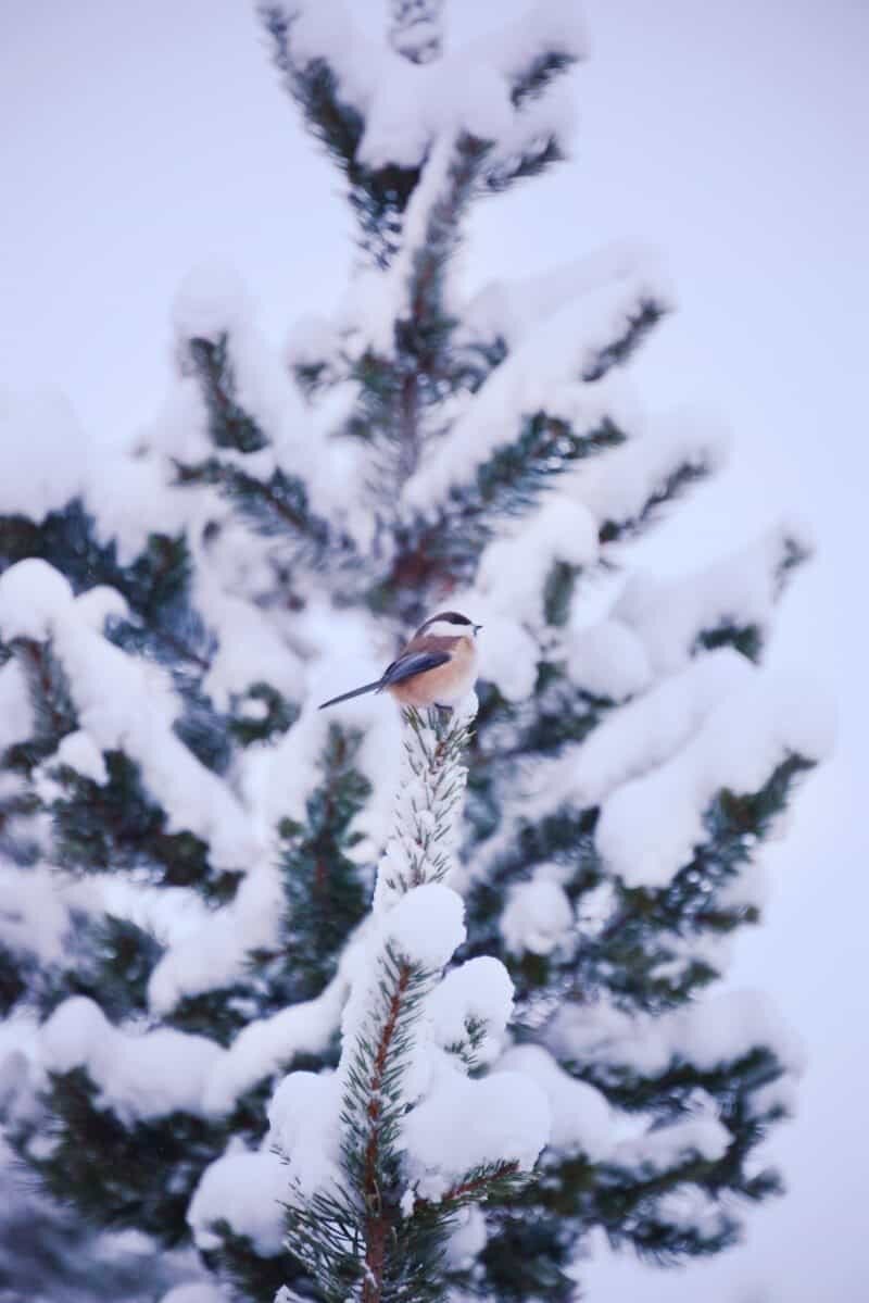 Dog Sledding in Kiruna, Sweden by The Wandering Lens www.thewanderinglens.com