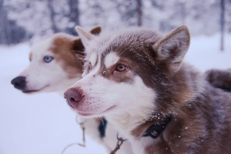 Dog Sledding in Kiruna, Sweden by The Wandering Lens www.thewanderinglens.com