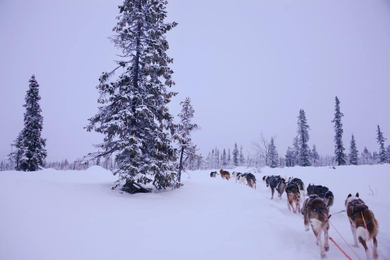 Dog Sledding in Kiruna, Sweden by The Wandering Lens www.thewanderinglens.com