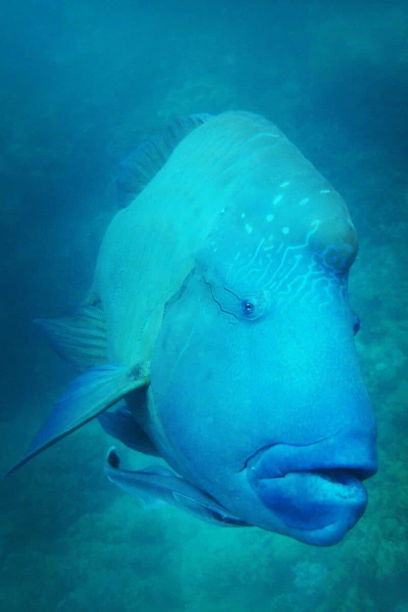 Some fish are of course much friendlier than others! The Maori Wrasse are known for loving a good photo shoot!