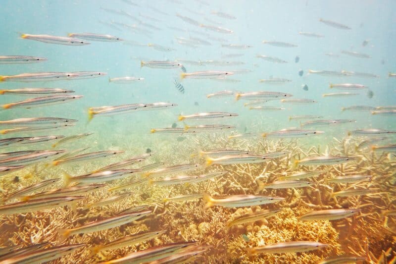 In this shot the colours of the background enhance the image because the match the colours of the fish.