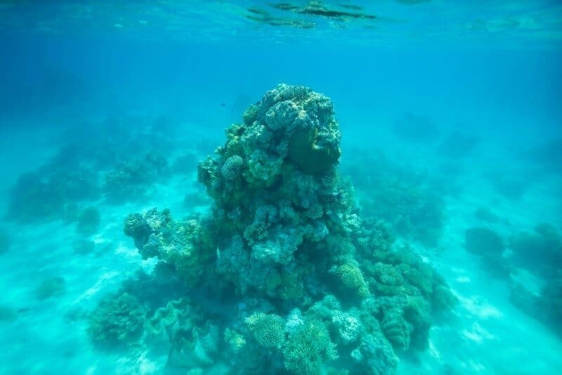 Looking down can still look great however as you can see in the following example, the same chunk of coral looks much more impressive looking up.